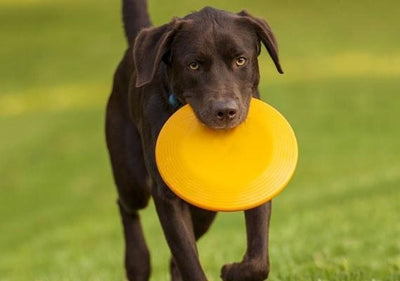 Pet Works Dog Toy Frisbee 9" Plastic - Bringme